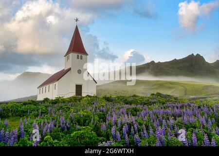 Vik i Myrdal Kirche unter Lupinenblumen in voller Blüte im Frühling, schönen nebligen Morgen und blauen Himmel, frische und entspannende Atmosphäre in Vik. Island Stockfoto