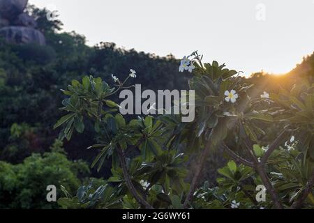 Auf der rechten Seite des blühenden Plumeria-Baumes leuchten die Sonnenstrahlen von hinten am Hügel bei Sonnenaufgang. Vor dem Hintergrund des Himmels und Stockfoto