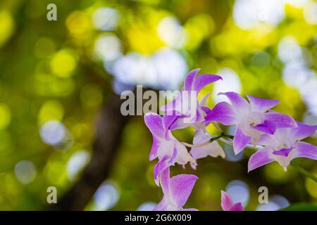 Schöne Orchideenblüte mit verschwommener lebendiger Natur Laub Hintergrund. Tropische Blütenblätter, exotische Pflanze mit Blüten Stockfoto