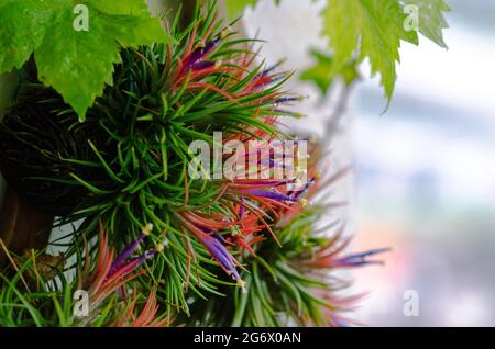 Tillandsia oder Air Pflanze, die ohne Erde wächst, die mit dem Holz mit seinen bunten Blumen verbunden ist. Stockfoto