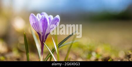 Blühende violette Krokus blühen an einem sonnigen Frühlingstag in einem sanften Fokus. Wunderschöne Blumenaufnahme, helle Farben Stockfoto