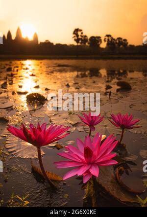 Angkor Wat goldenes Sonnenaufgang-Portrait mit schöner rosa Seerosen-Lotuspflanze im Vordergrund. Dynamische Aufnahme dieses ikonischen kambodschanischen Tempels. Stockfoto