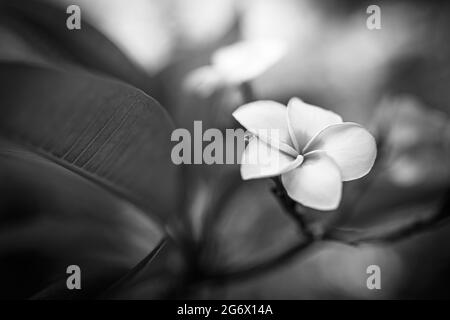 Atemberaubende Schwarz-Weiß-Kunst der tropischen Blumenplumeria mit verschwommenem Bokeh Natur Hintergrund. Nahaufnahme szenische, exotische Blumenansicht Stockfoto