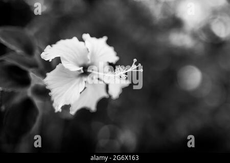 Schwarz-weiße Hibiskusblüte auf grünem Hintergrund. Im tropischen Garten. Dramatische Nahaufnahme mit dunklen Blüten und unscharfem Laub im Naturhintergrund Stockfoto