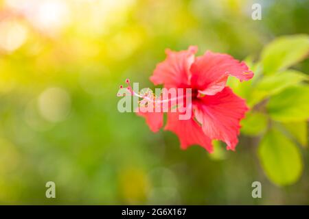Schöner roter Hibiskus mit einer grünen Hecke im Hintergrund. Rote Hibiskusblüte auf grünem Hintergrund, helles, verschwommenes tropisches Laub Stockfoto