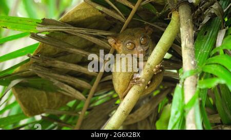 Tarsier-Affe in natürlicher Umgebung. Bohol, Philippinen. Stockfoto