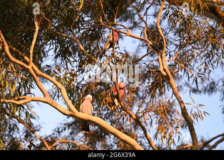 Eine Galah, die auf dem Ast eines Eukalyptusbaums thront, mit zwei Galahs im Hintergrund, die in der Dämmerung oben auf Ästen thront Stockfoto