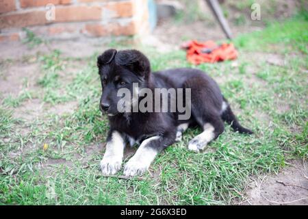 Schwarzer Hund. Hund auf dem Gras. Erwachsener reinrassig niedlichen Hund im Frühjahr oder Sommer, auf dem Gras liegen, auf dem Rasen auf dem Gras in der Sonne. Schaut in die DIS Stockfoto