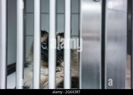 Kranken Katze wartet auf Behandlung im Käfig der Tierarzt Klinik Stockfoto