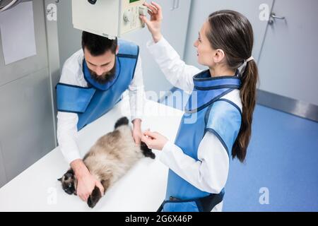 Tierärzte im Röntgenraum mit einer Katzenkatze-Einstellmaschine Stockfoto