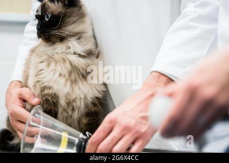 Tierarzt prüft Katze auf Krankheitssymptome in der Tierarztklinik Stockfoto