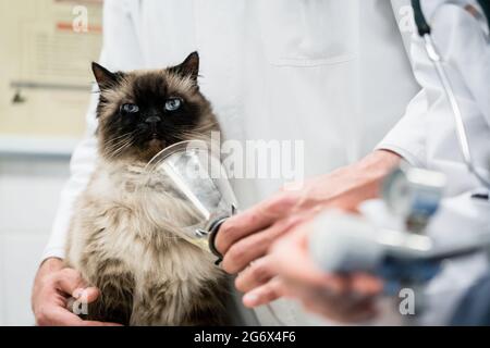 Tierarzt prüft Katze auf Krankheitssymptome in der Tierarztklinik Stockfoto