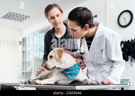 Junge Tierärztin Untersuchung Hund in der Klinik Stockfoto