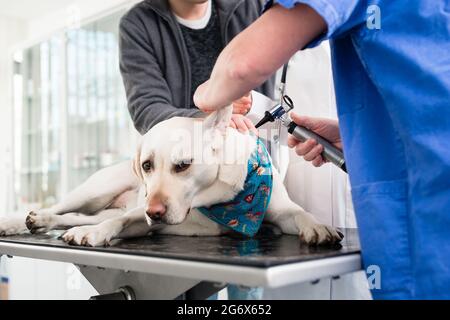 Weibliche Tierarzt Prüfung Ohr von Labrador an der Tierklinik Stockfoto