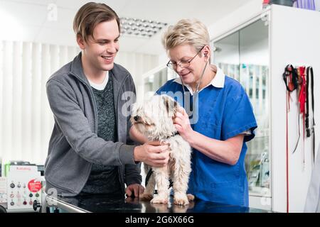 Arzt kümmert sich um niedlichen Welpen in der Klinik Stockfoto