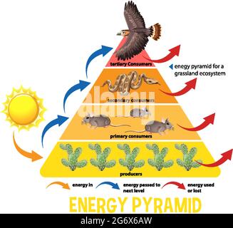 Wissenschaft vereinfacht ökologische Pyramide Illustration Stock Vektor