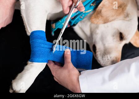 Erhöhte Ansicht des Hundes, der nach einer Verletzung am Bein Verbandsmaterial bekommt Stockfoto