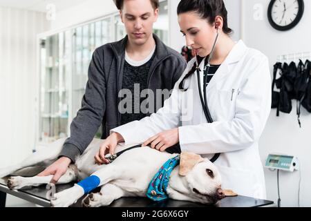 Tierarzt Prüfung Hund mit Stethoskop in der Klinik Stockfoto
