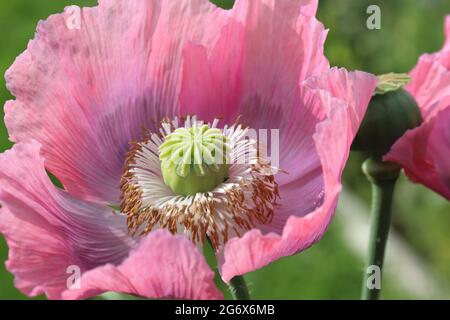 Rosa Mohnblume in einem Garten in Niedersachsen, Deutschland Stockfoto