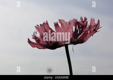 Rosafarbiger Mohn im Gegenlicht in einem Garten in Niedersachsen, Deutschland Stockfoto