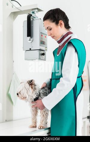 Junge Ärztin untersucht Hund im Röntgenraum im Krankenhaus Stockfoto