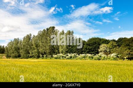 RIESENKRAUT HERACLEUM MANTEGAZZIANUM IM SOMMER WÄCHST ENTLANG EINES WASSERLAUFS IN DER NÄHE EINES FELDES VON GERSTE Stockfoto