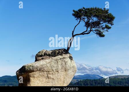 Nicht der Wanaka-Baum, sondern das Abel Tasman-Äquivalent, ein einstehender Baum wächst auf einem Granitfelsen, der aus dem Meer ragt Stockfoto