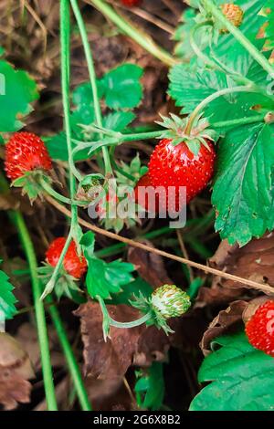 Rote Erdbeeren, Beeren und weiße Blüten auf einer wilden Wiese, Nahaufnahme. Wilder Erdbeerstrauch im Wald. Stockfoto