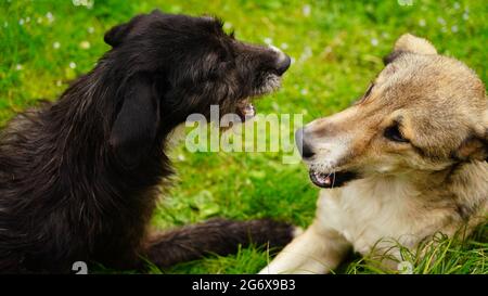 Hunde spielen auf einem grünen Rasen Stockfoto