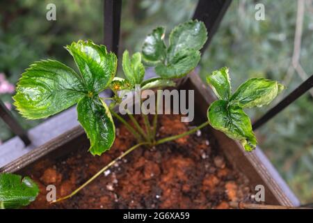 Symptome eines Kalziummangels in der Albion Erdbeerpflanze - Fragaria Ananassa - aus der Draufsicht. Gewellte Blätter mit braunen trockenen Spitzen der Erdbeerpflanze. Stockfoto