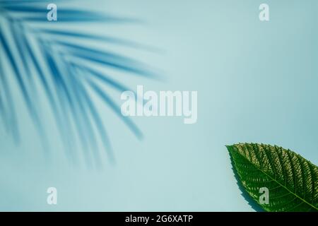 Tropische Palmenblätter auf blauem und weißem Hintergrund mit harten Schatten von Palmenblättern. Minimales Sommerhintergrundkonzept. Flache Lage Stockfoto