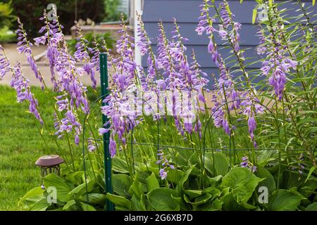 Eine Weitwinkelansicht der Lavendel Hosta blüht im Seitengarten Stockfoto