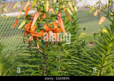 Eine Weitwinkelansicht einer mehrere Tiger Lily blüht bei Sonnenaufgang Stockfoto