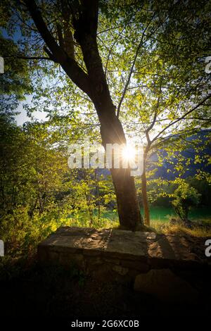 Sonnenuntergang Strahl durch auf den Baum im Wald Stockfoto