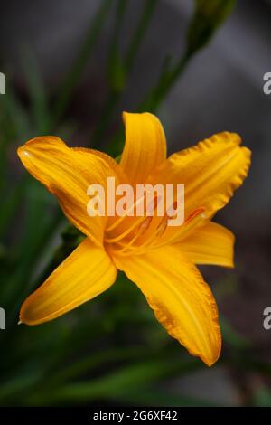 Die frühlingsgelbe Tageslilienblume aus der Nähe auf einem dunklen Hintergrund Stockfoto