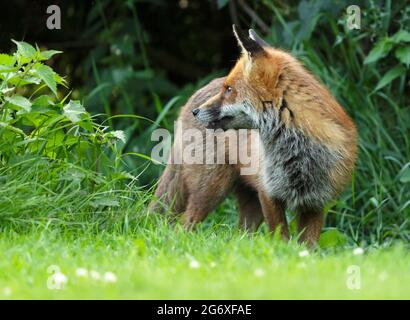 Ein wilder Rotfuchs (Vulpes vulpes), der aus dem Unterholz, Warwickshire, auftaucht Stockfoto