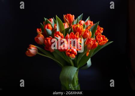 Bouquet von rot-gelben Tulpen auf schwarzem Hintergrund. Nahaufnahme. Stockfoto