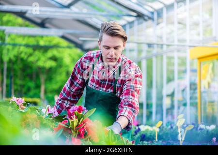 Dedizierter hübscher Blumenhändler mit rot kariertem Hemd und Gartenhandschuhen während der Arbeit in einem modernen Blumenladen mit verschiedenen Topfblumen zum Verkauf Stockfoto