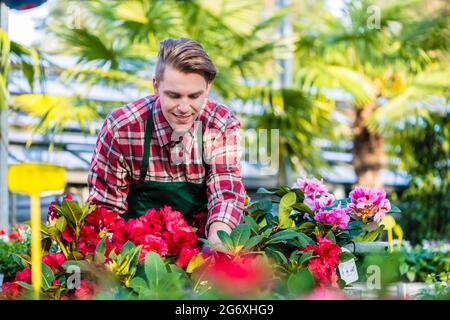 Erfahrener und engagierter hübscher junger Blumenhändler, der in einem modernen Blumenladen rote Topfpflanzen mit Zierpflanzen pflückt Stockfoto