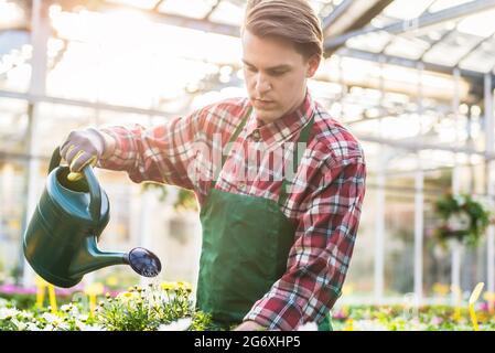 Qualifizierte gutaussehenden jungen Mann Bewässerung mit Sorgfalt und Geduld Topfpflanzen gelb Zimmerpflanzen während der Arbeit als Florist in einem modernen Flower Shop Stockfoto