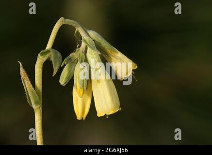 Symphytum tuberosum, die tuberöse Beinwell, ist eine Art von Symphytum aus der Familie der Boraginaceae. Stockfoto