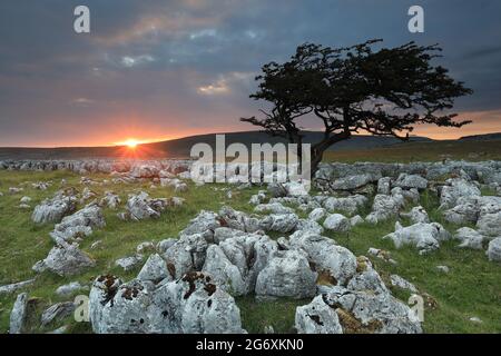 Sonnenuntergang auf Kalksteinpflaster bekannt als Twistleton Narben, in der Nähe von Ingleton in den Yorkshire Dales, North Yorkshire, Großbritannien Stockfoto