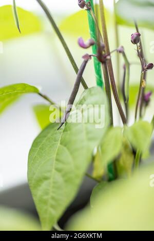 Lila Spargelbohnen auf einem Haufen im heimischen Balkon-Garten. Nahaufnahme. Stockfoto