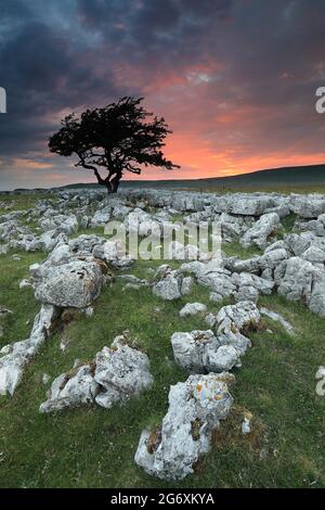 Sonnenuntergang auf Kalksteinpflaster bekannt als Twistleton Narben, in der Nähe von Ingleton in den Yorkshire Dales, North Yorkshire, Großbritannien Stockfoto