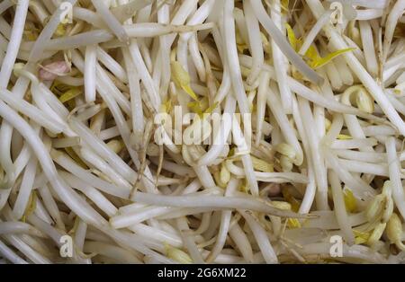 Vollformat Draufsicht Nahaufnahme frischer roher Bohnensprossen Stockfoto