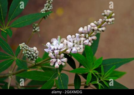 Vitex-, Chastetree- oder Chasteberry-Blüten (Vitex agnus-castus) Stockfoto