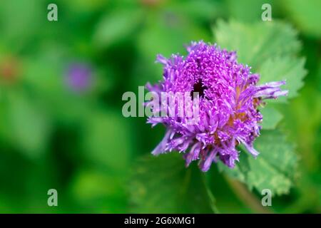 Brasil-Knopfblume oder Lark-Gänseblümchen-Blume (Centratherum punctatum) Stockfoto