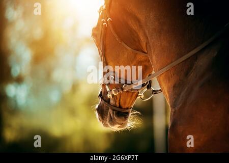 Porträt eines schönen Lorbeerpferdes mit einem Zaumzeug an der Schnauze an einem sonnigen Sommertag. Reitsport. Reiten. Pferdesport. Stockfoto