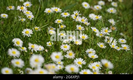 Bonn Ende Mai 2021 viele Gänseblümchen blühen auf der grünen Wiese im natürlichen Sonnenlicht Stockfoto