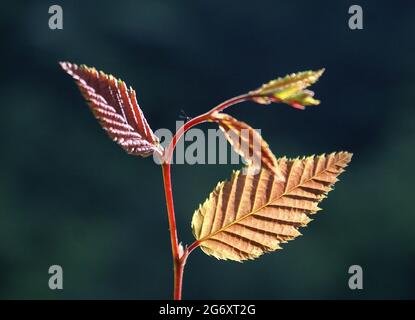 Ein unglaubliches Foto von Herbstblättern. Stockfoto